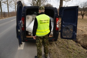 Straż Graniczna zatrzymała pół tony nielegalnej krajanki tytoniowej funkcjonariusz kontroluje auto wypełnione workami